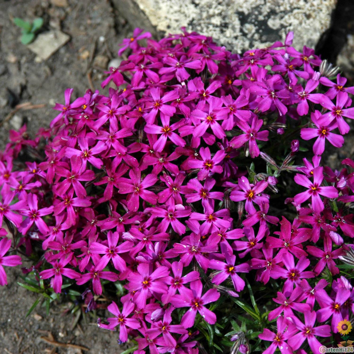 Phlox subulata 'Temiskaming'
